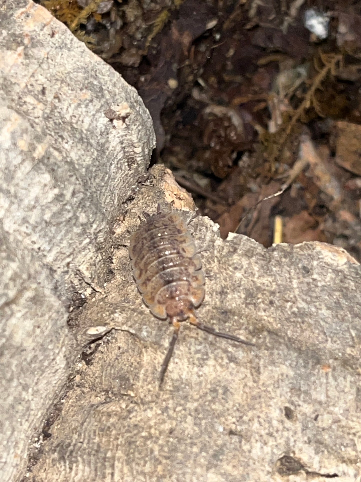 Porcellio scaber "Arenaria"