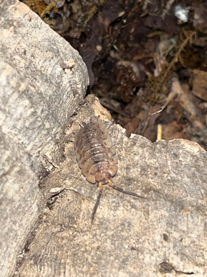 Porcellio scaber "Arenaria"