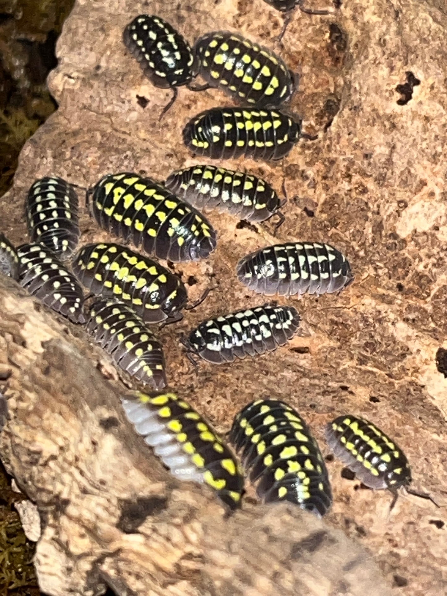 Armadillidium gestroi "Mixed Morph"
