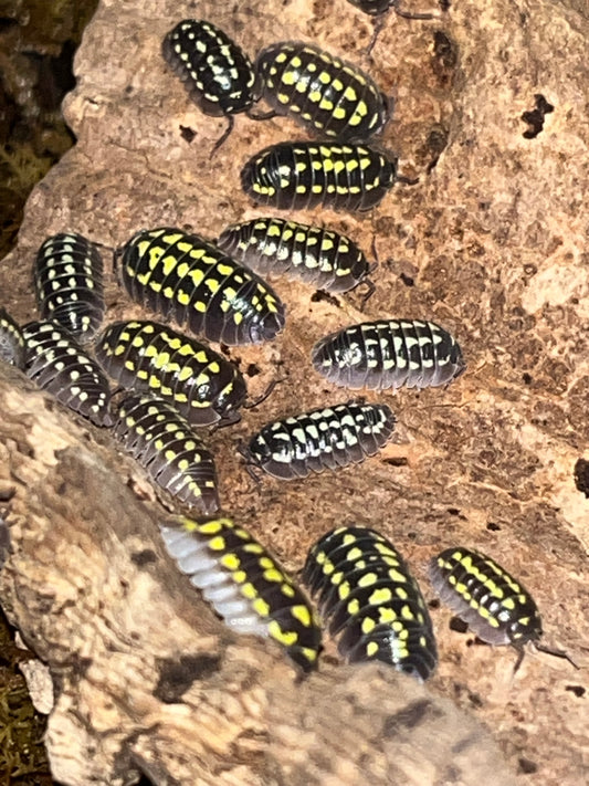 Armadillidium gestroi "Mixed Morph"