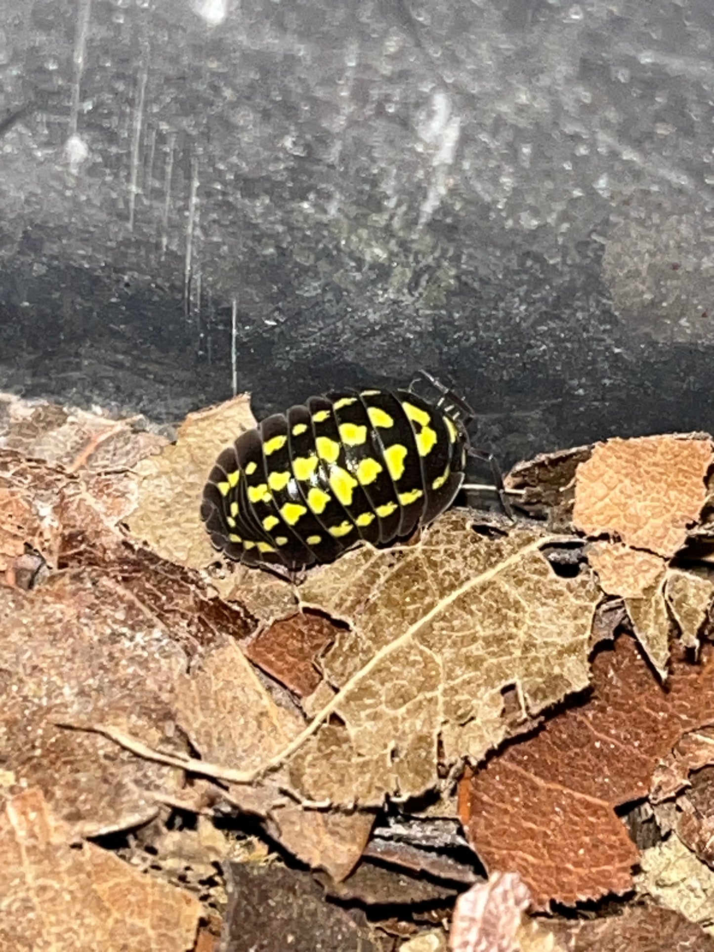Armadillidium gestroi "Mixed Morph"