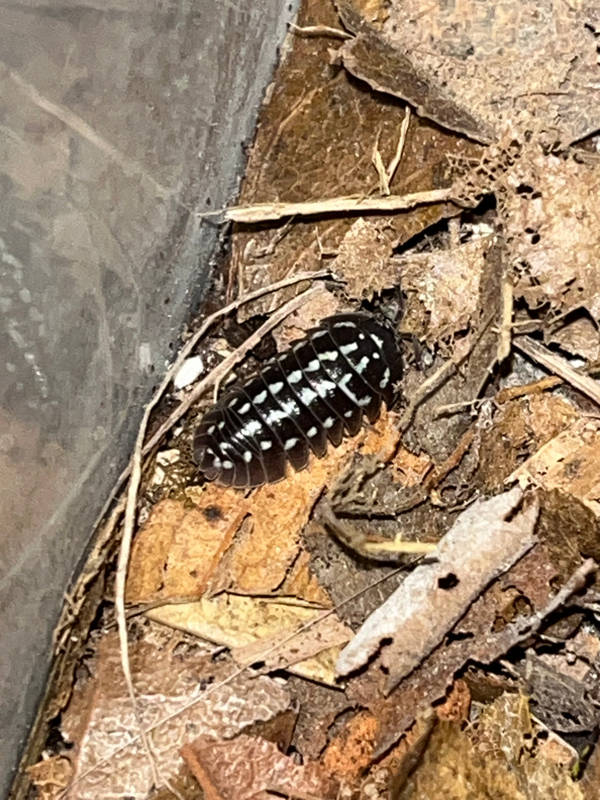Armadillidium gestroi "Mixed Morph"