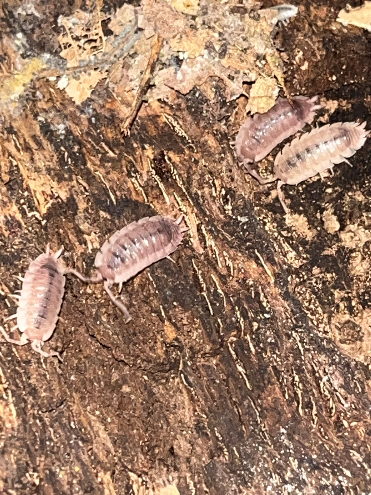 Porcellio scaber "Ghost"