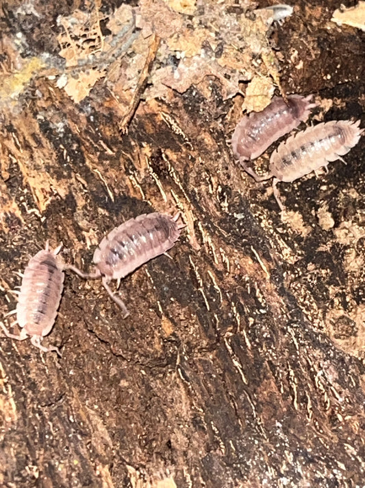 Porcellio scaber "Ghost"
