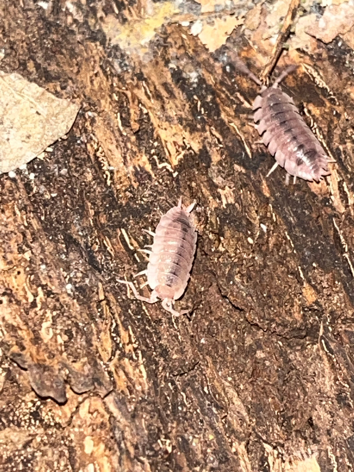Porcellio scaber "Ghost"