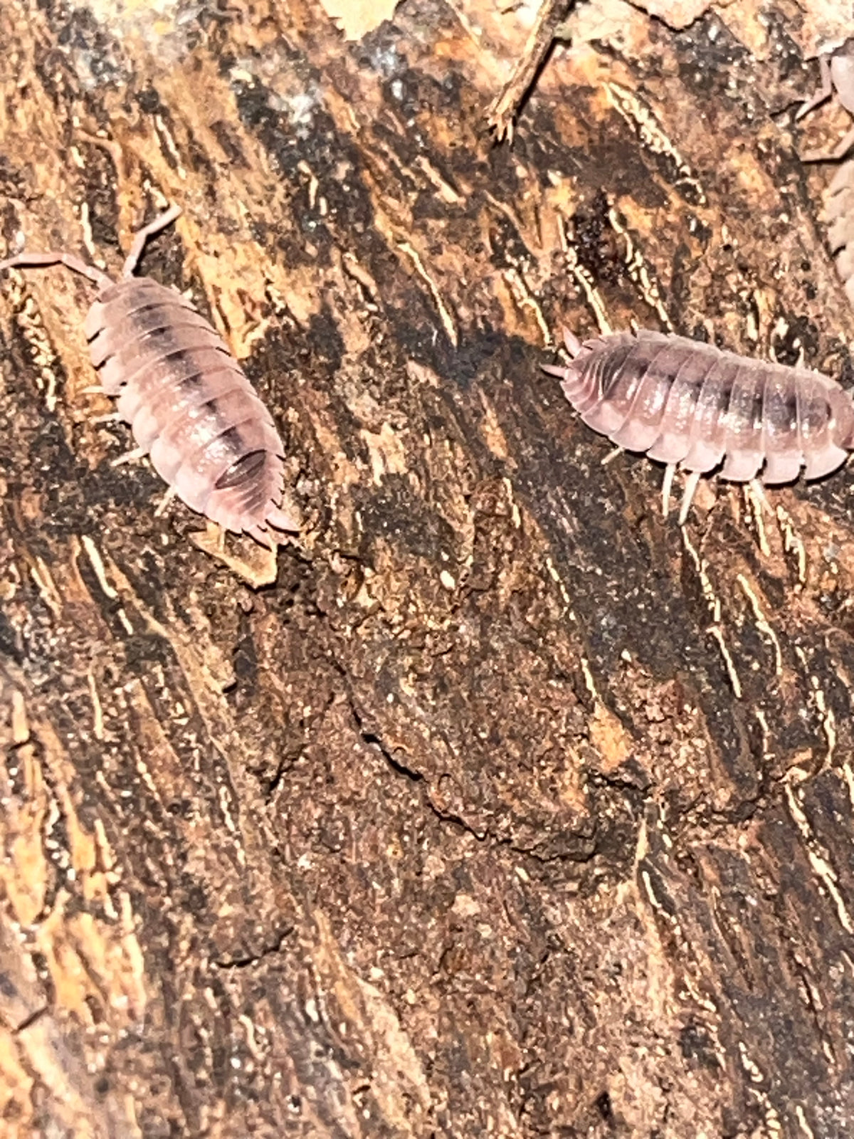 Porcellio scaber "Ghost"