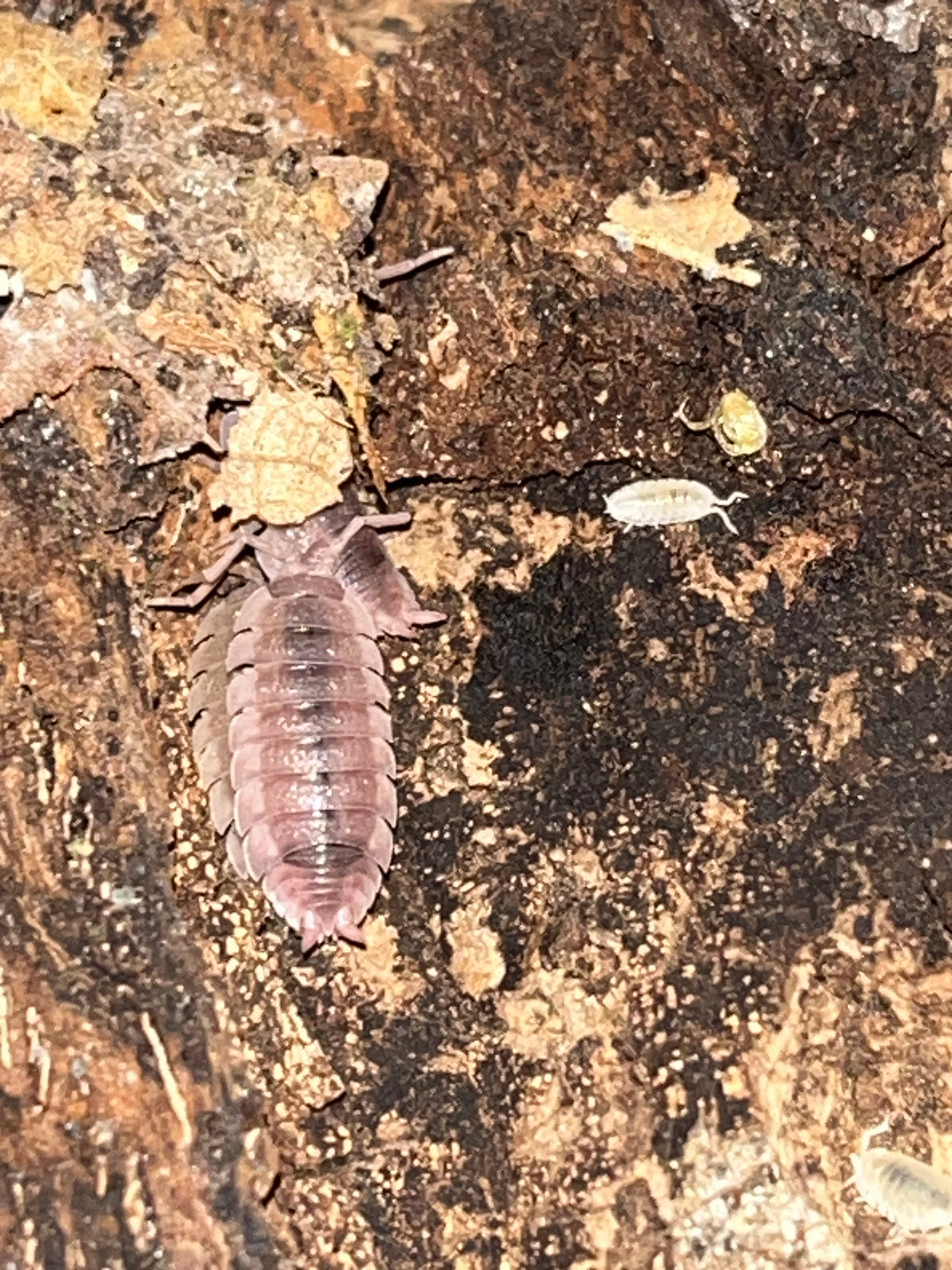 Porcellio scaber "Ghost"