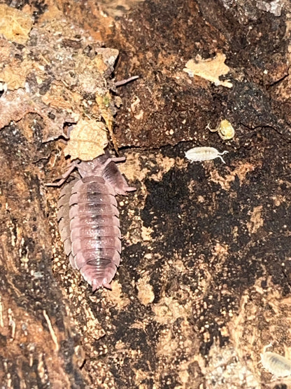 Porcellio scaber "Ghost"