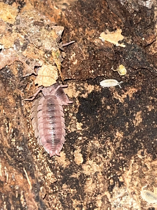 Porcellio scaber "Ghost"