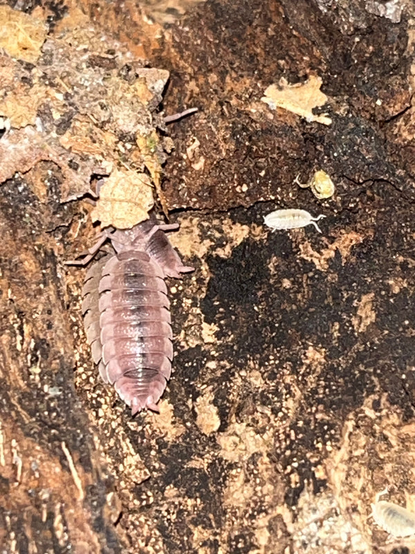 Porcellio scaber "Ghost"