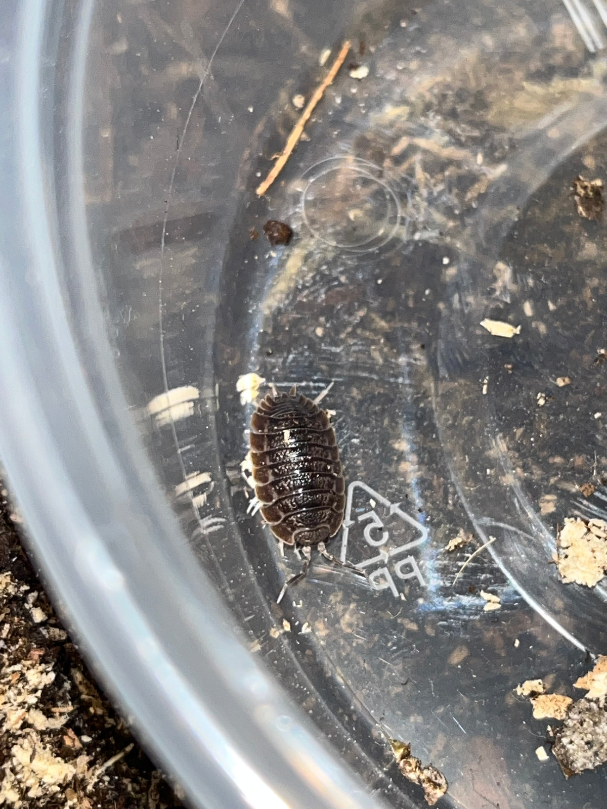 Giant Canyon Isopods (Porcellio dilatatus)
