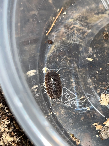 Giant Canyon Isopods (Porcellio dilatatus)