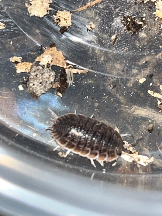 Giant Canyon Isopods (Porcellio dilatatus)