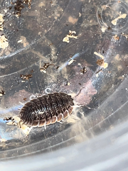 Giant Canyon Isopods (Porcellio dilatatus)