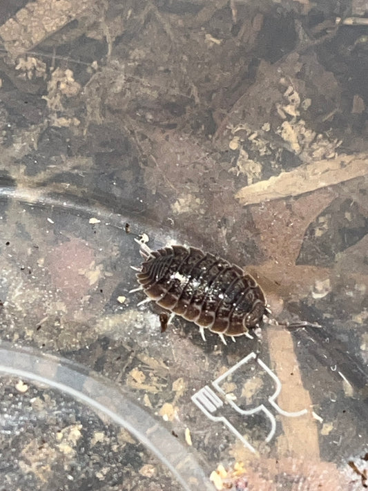 Giant Canyon Isopods (Porcellio dilatatus)
