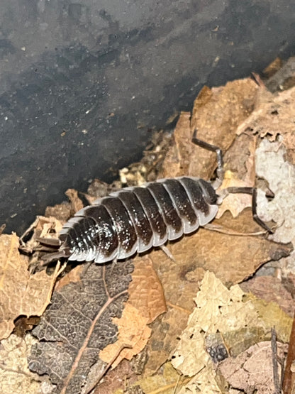 Porcellio hoffmansegi Isopods