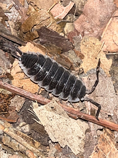 Porcellio hoffmansegi Isopods