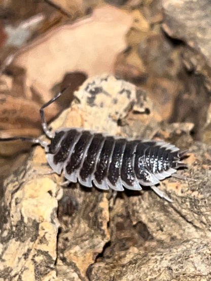 Porcellio hoffmansegi Isopods