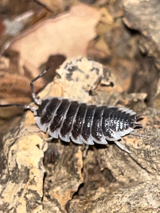 Porcellio hoffmansegi Isopods