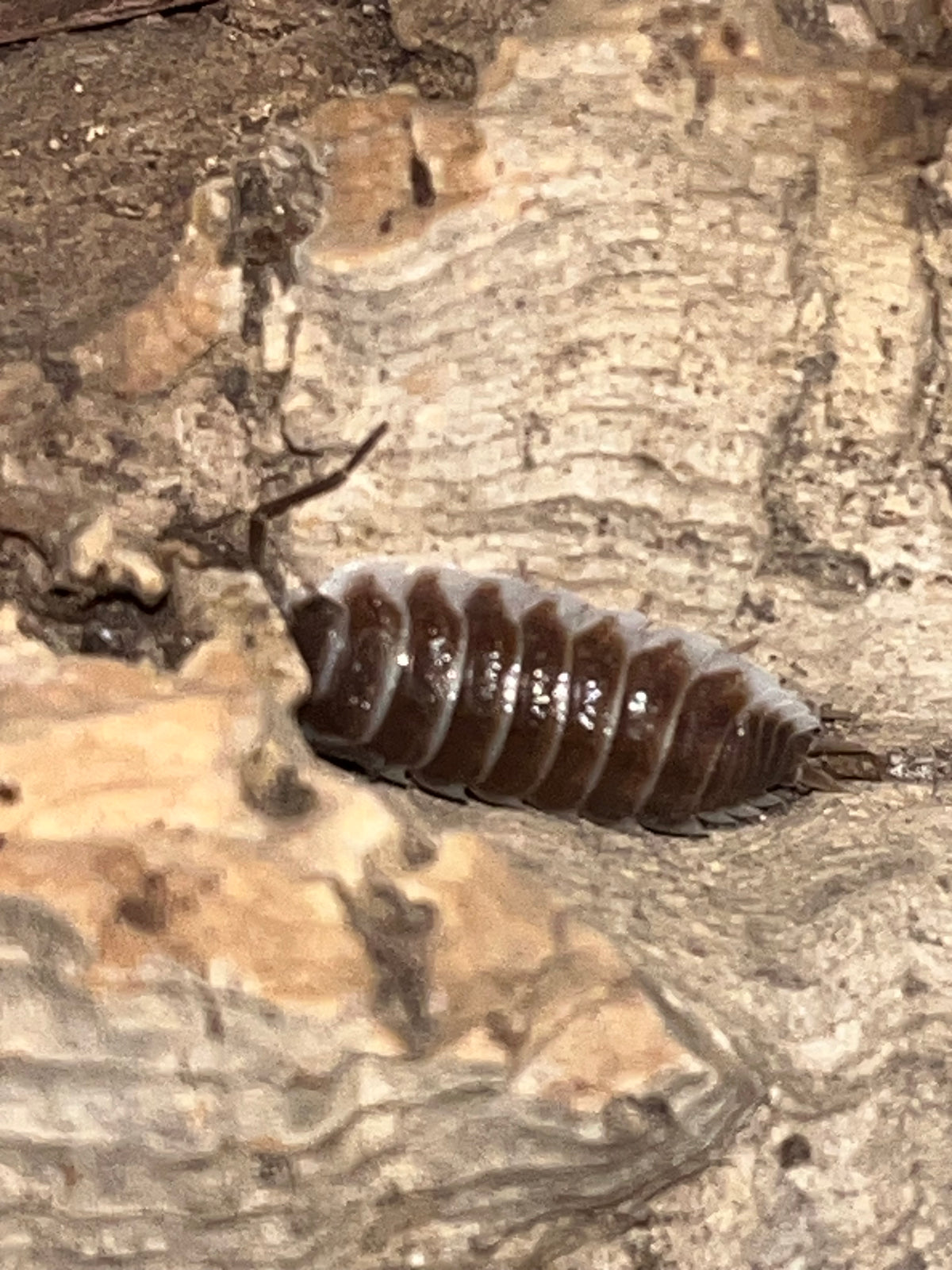 Porcellio hoffmansegi Isopods