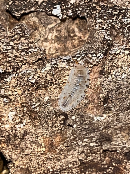 Porcellio scaber "Orange Dalmation"