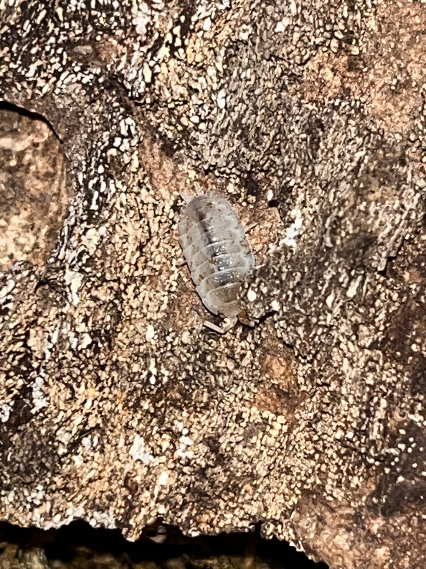 Porcellio scaber "Orange Dalmation"