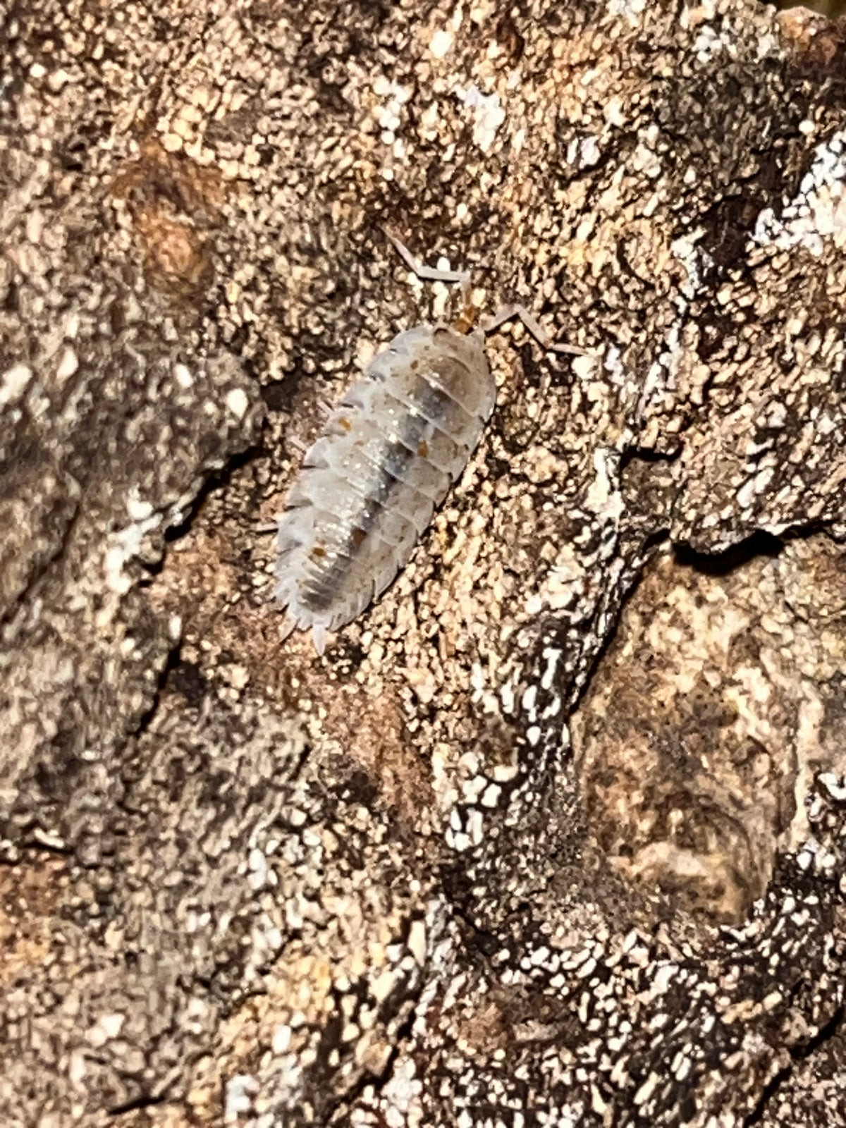 Porcellio scaber "Orange Dalmation"