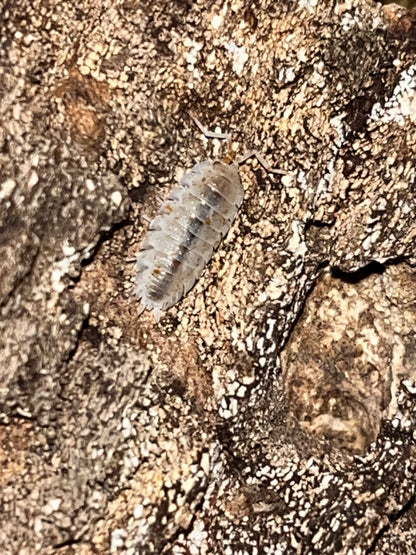 Porcellio scaber "Orange Dalmation"