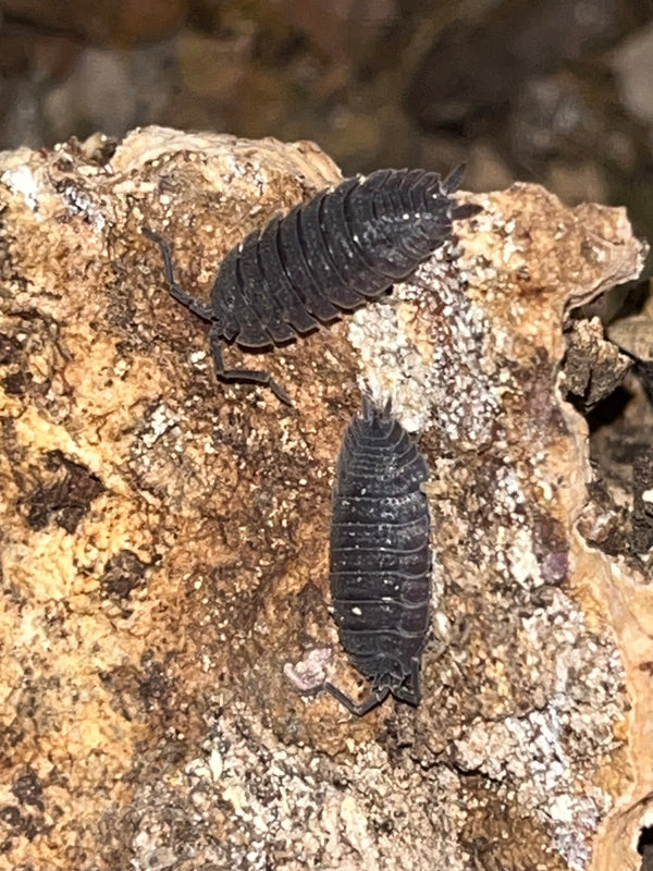 Porcellio echinatus Isopods