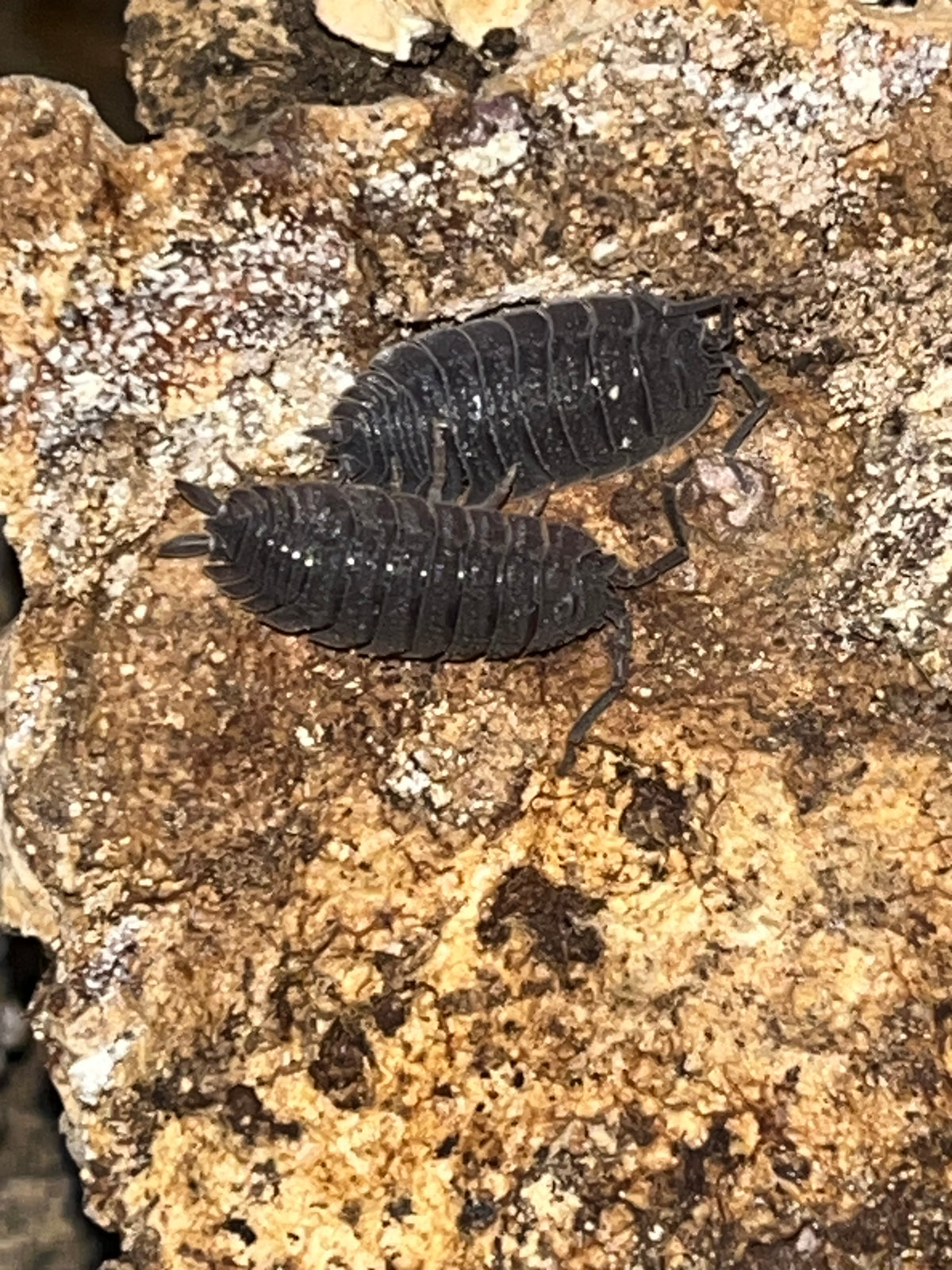 Porcellio echinatus Isopods