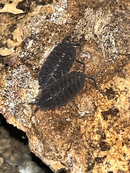 Porcellio echinatus Isopods