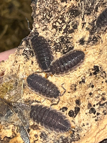 Red Edge Isopods (Porcellio echinatus)