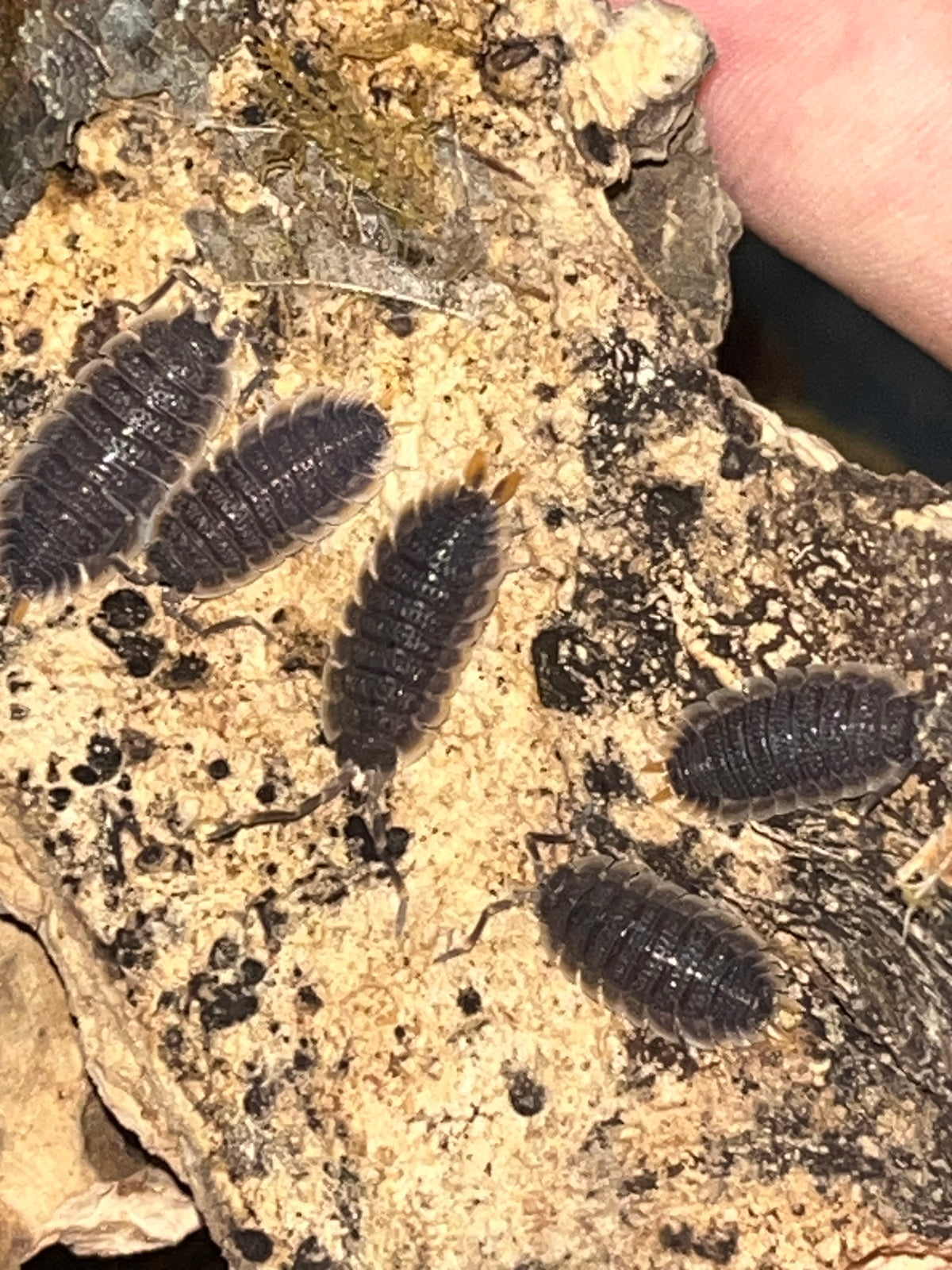 Red Edge Isopods (Porcellio echinatus)