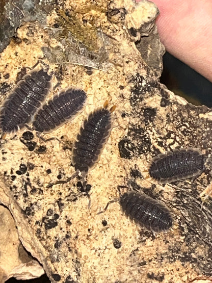 Red Edge Isopods (Porcellio echinatus)
