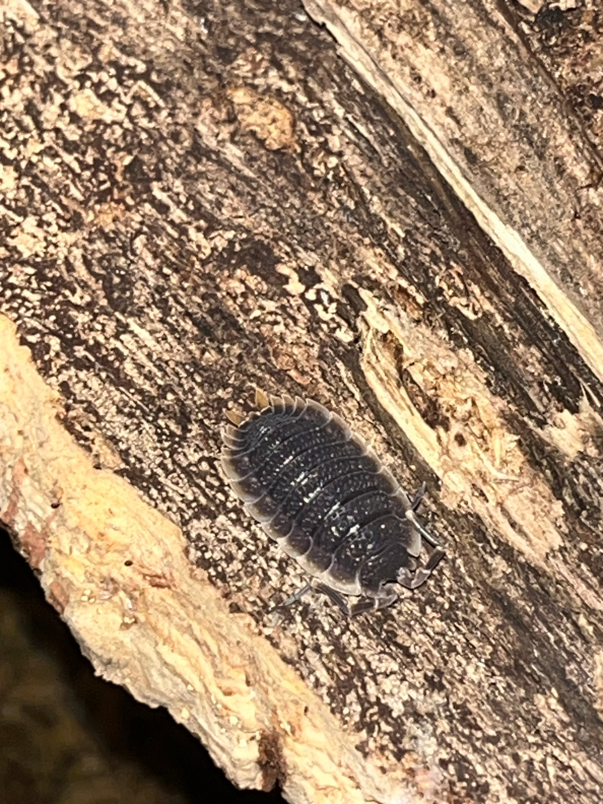 Red Edge Isopods (Porcellio echinatus)