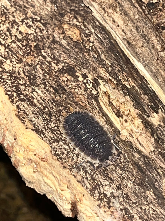 Red Edge Isopods (Porcellio echinatus)
