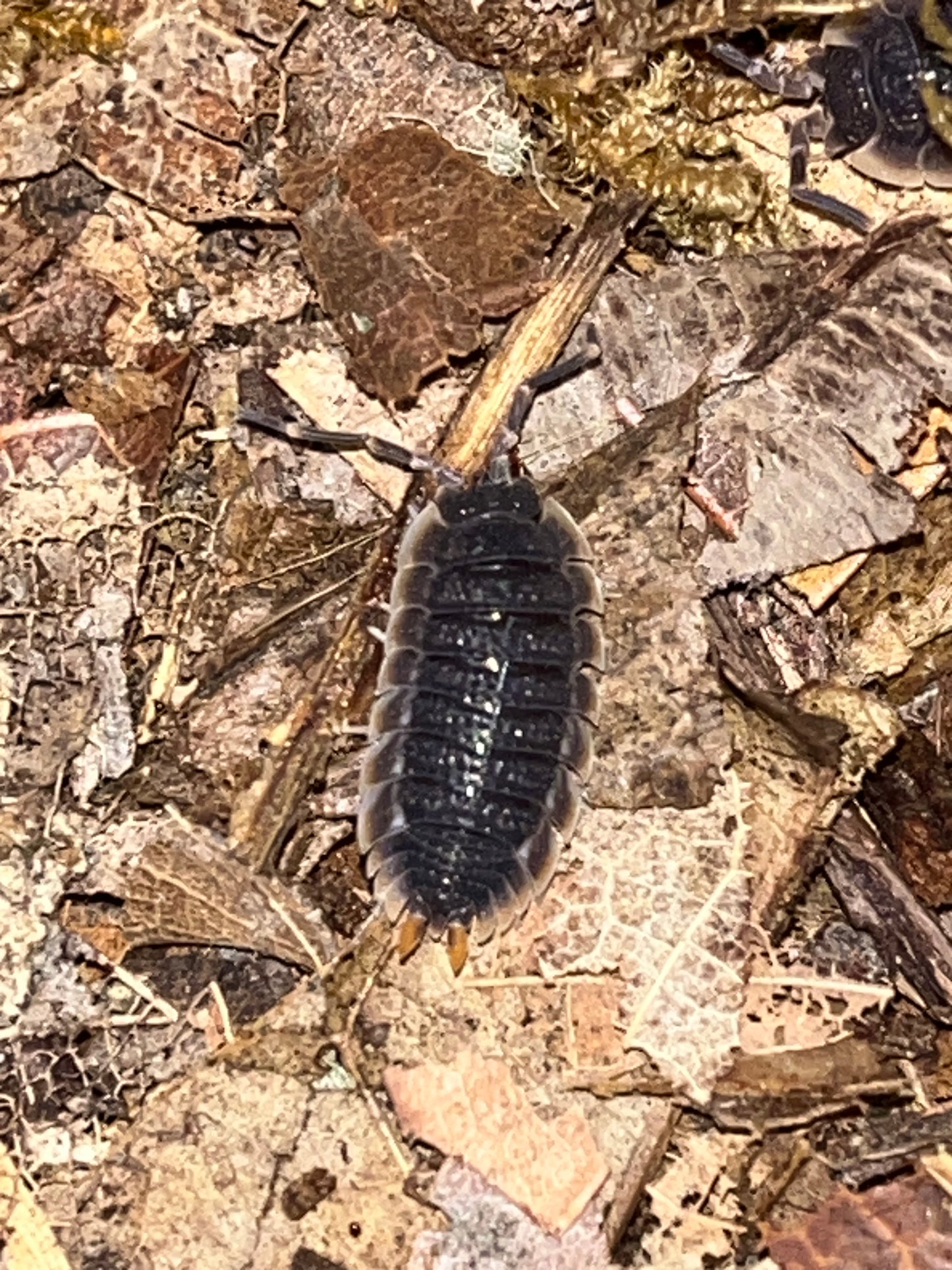 Red Edge Isopods (Porcellio echinatus)