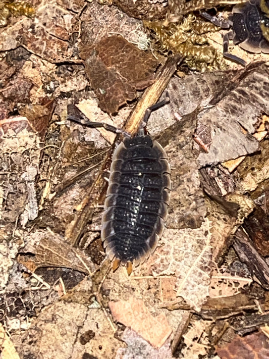 Red Edge Isopods (Porcellio echinatus)