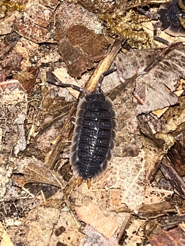 Red Edge Isopods (Porcellio echinatus)