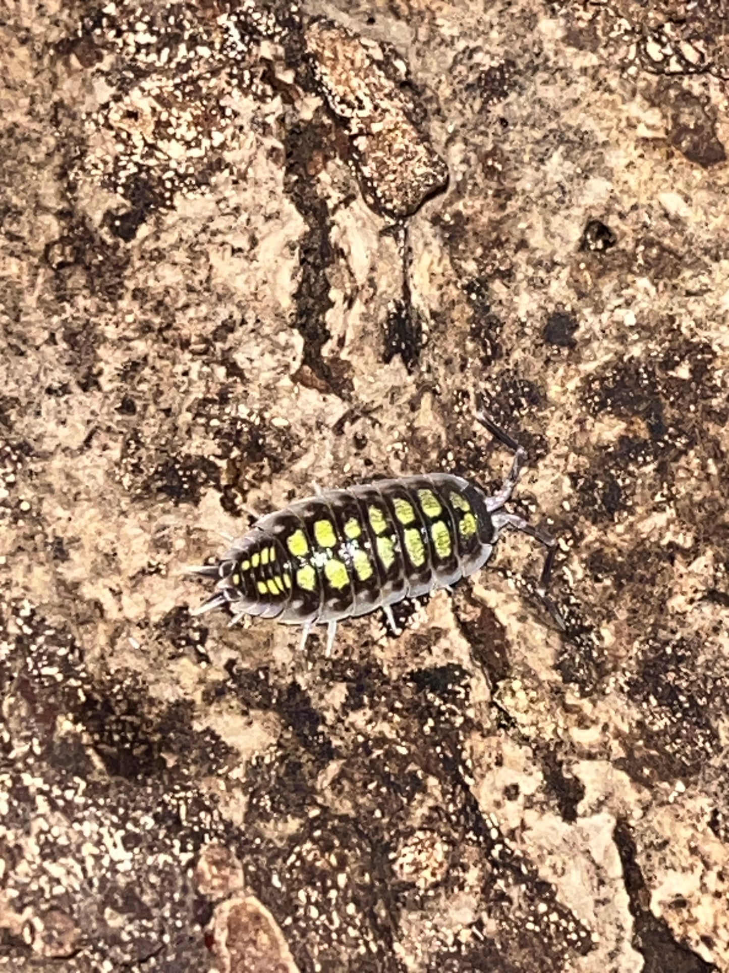 Porcellio Haasii "High Yellow"