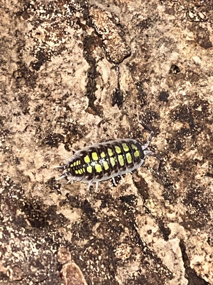 Porcellio Haasii "High Yellow"