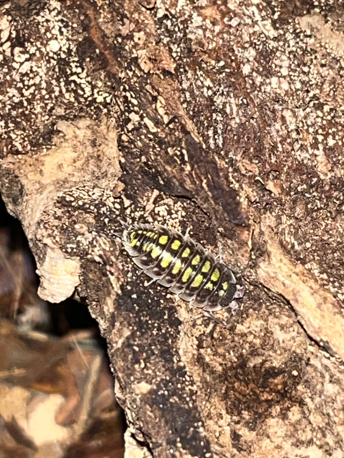 Porcellio Haasii "High Yellow"