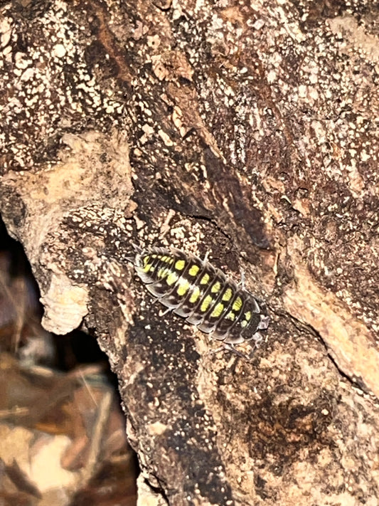 Porcellio Haasii "High Yellow"