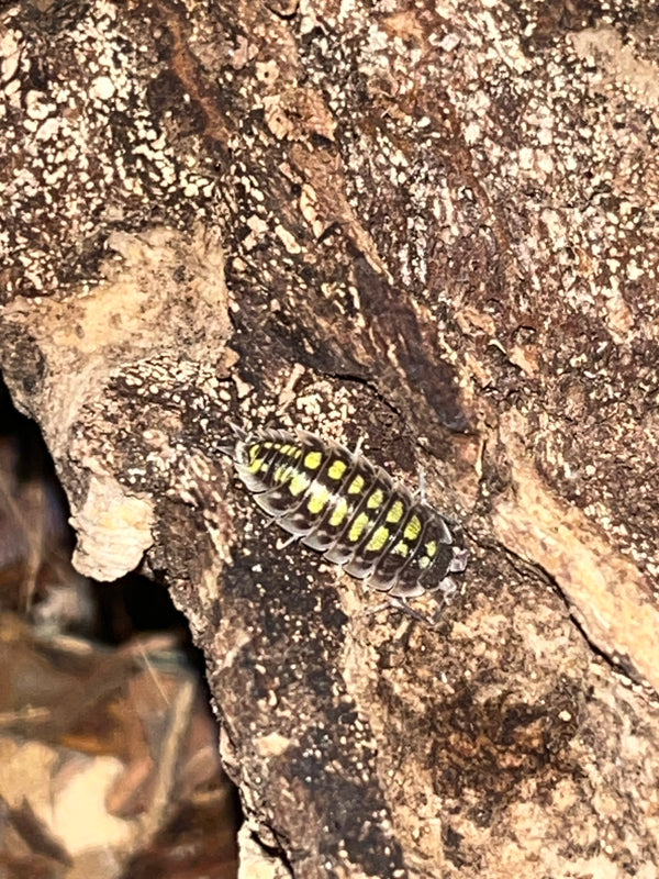 Porcellio Haasii "High Yellow"