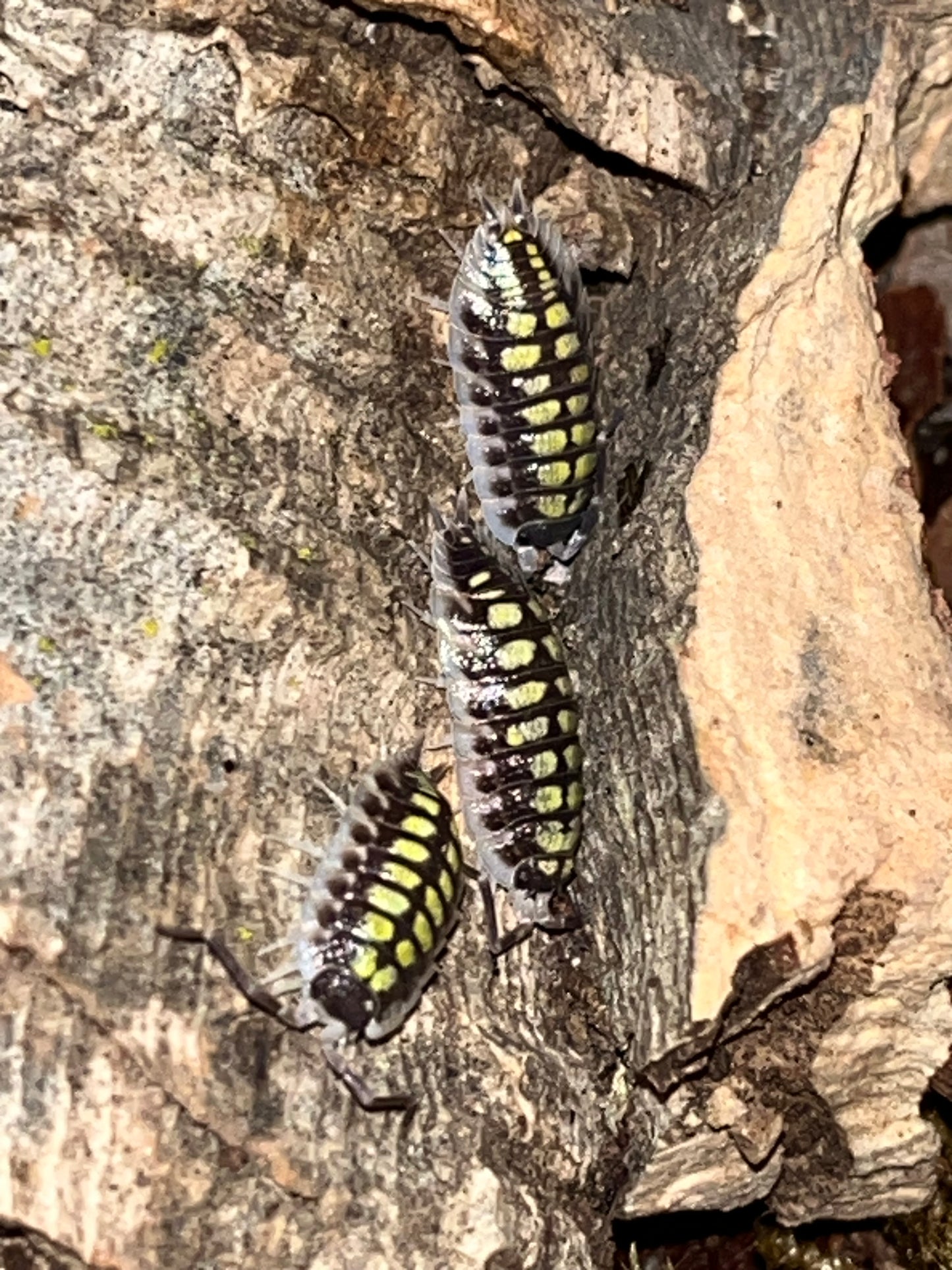 Porcellio Haasii "High Yellow"