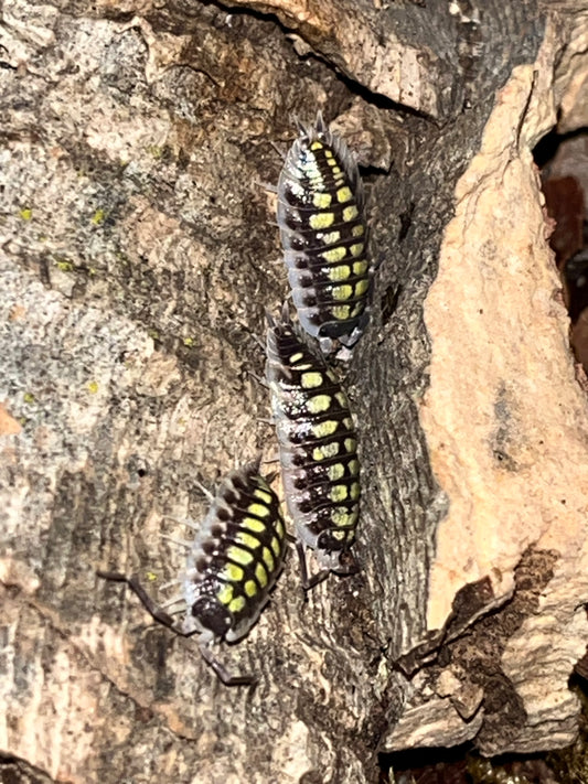 Porcellio Haasii "High Yellow"
