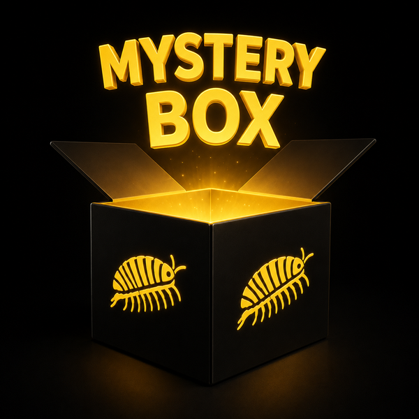 Isopod Mystery Box for sale UK