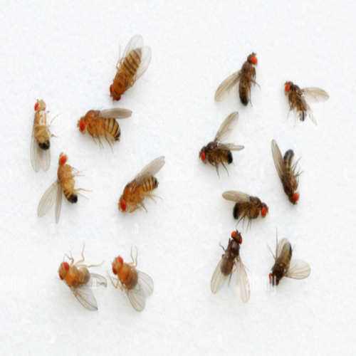 Picture of flightless fruit flies that are the black and gold variant which will be in a culture