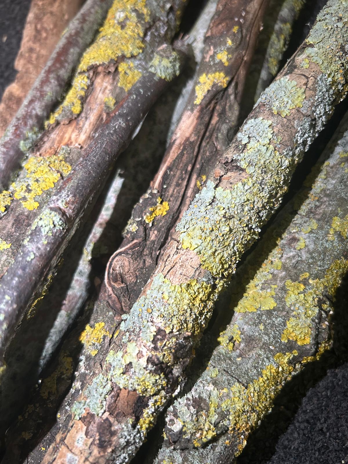 Lichen Sticks