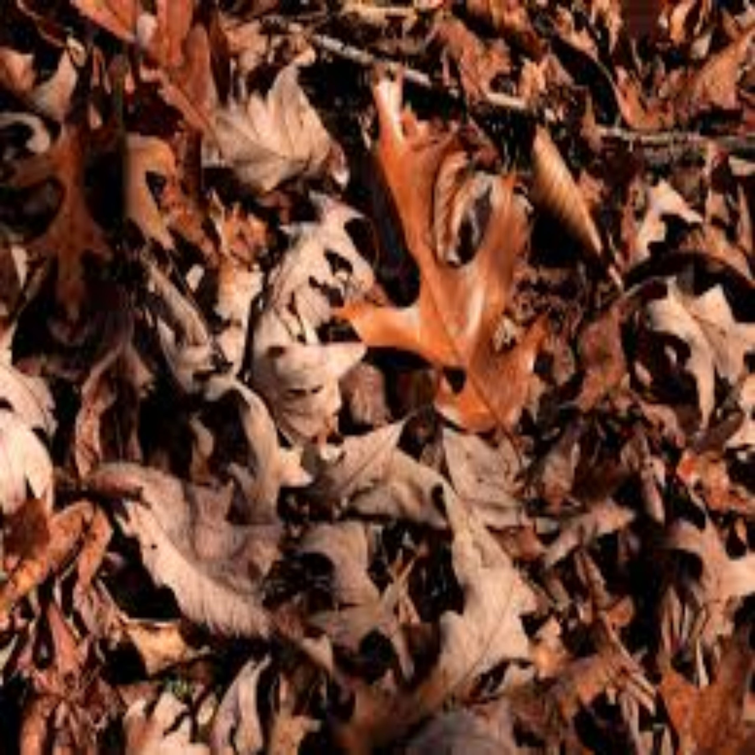 Picture of leaf litter